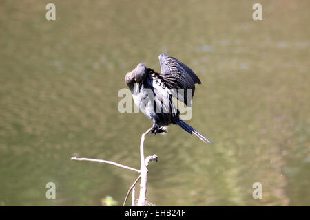 Indische Kormoran Kumarakom Kerala Indien Stockfoto