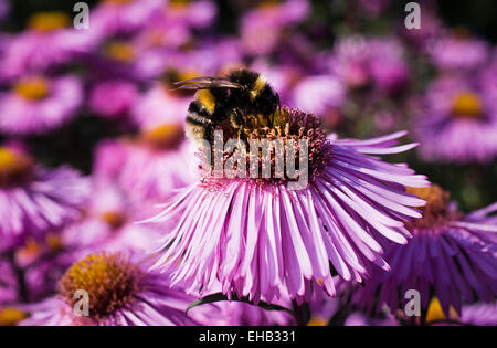 Bienen sammeln von Pollen aus rosa Aster im September Stockfoto