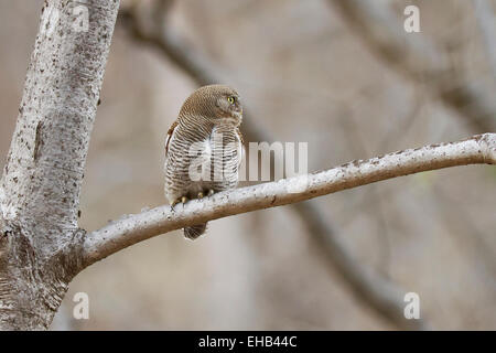 Dschungel Owlet oder vergitterten Dschungel Owlet (Glaucidium Radiatum) bei Shoolpaneshwar Wildlife Sanctuary, Rajpipla, Gujarat, Indien Stockfoto