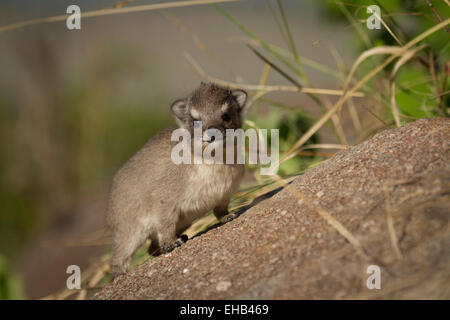 Young Rock Hyrax (Procavia Capensis) auf einem Felsen. Stockfoto