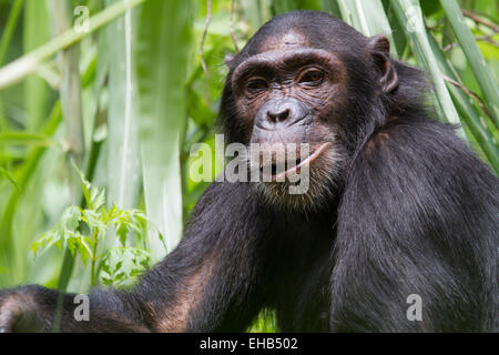 Gemeinsame Schimpanse (Pan Troglodytes) Stockfoto