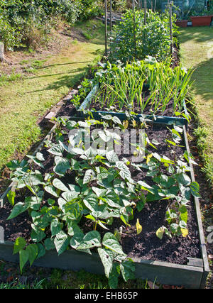 Bohnen und Zwiebeln wachsen in Hochbeete mit Rasen Surround im Sommersonnenschein, Hausgarten, UK Stockfoto