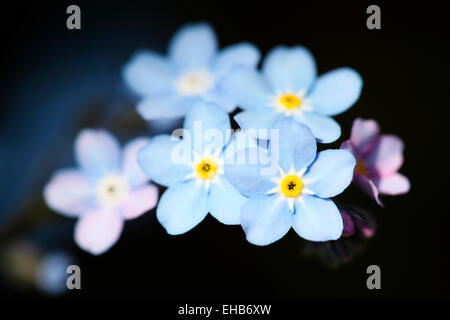 Wunderschöne blaue vergessen Me Nots, eine winzige Fflower voller Gefühl Jane Ann Butler Fotografie JABP778 Stockfoto