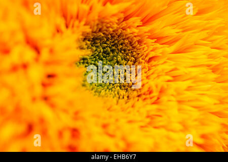 Markante beeindruckende Sonnenblumen Kopf Jane Ann Butler Fotografie JABP642 Stockfoto