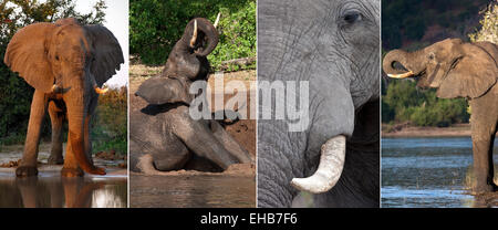 Afrikanische Elefanten (Loxodonta Africana) - Chobe Nationalpark in Botswana Stockfoto