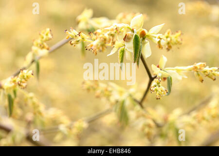 Winter-Hazel verführerisch gelben Blüten, wunderschön Zen und stammt aus Japan Jane Ann Butler Fotografie JABP772 Stockfoto