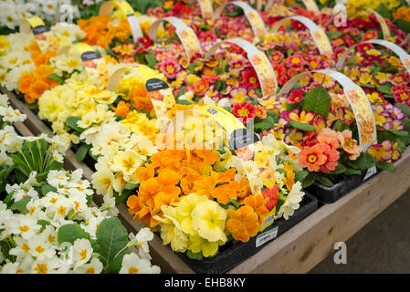 Primel-Pflanzen für den Verkauf in einem englischen Garten-Center Stockfoto