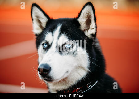 Leiter des jungen Husky Welpen Hund auf orangem Hintergrund hautnah Stockfoto