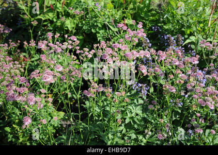 Sterndolde Stockfoto