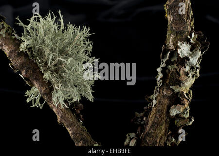 Eiche Zweig mit grünen foliose Flechten und strauchartigen fruticose Flechten bedeckt. Stockfoto