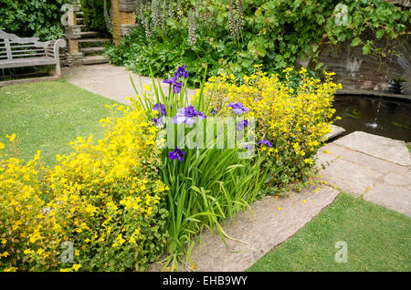 Mimulus Blumen und Iris in ein Bächlein am Hestercombe in Somerset UK Stockfoto
