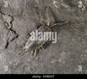 Meer Slater - Ligia oceanica Stockfoto