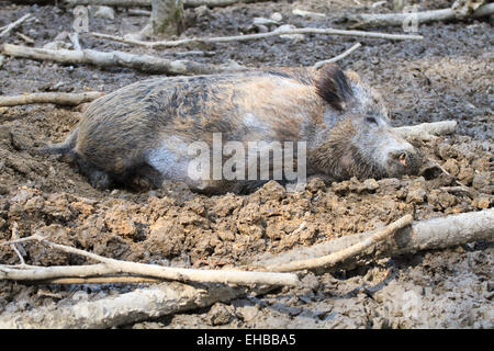 Wildschwein ruht im Schlamm Stockfoto