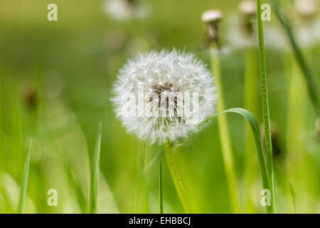 Löwenzahn auf einer Wiese in der Nähe Stockfoto