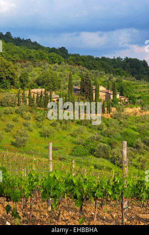 Chianti, Radda in Chianti, Weinberge, Tuscany Landschaft, Provinz Siena, Toskana, Italien, Stockfoto