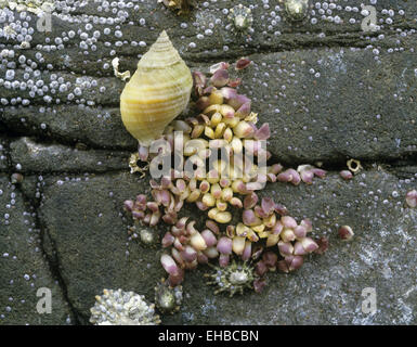 Hund Wellhornschnecke - Nucella Lapilli Stockfoto