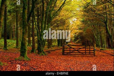 Herbst-Wald-Szene im Dartmoor National Park mit Tor zum Waldweg Stockfoto