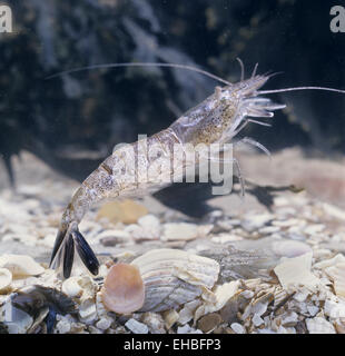 Gemeinsamen Garnelen - Crangon vulgaris Stockfoto