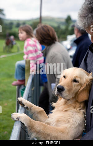Eine neugierige Golden Retriever Hund auf einem Pferd Renn-Event in Wales. Stockfoto