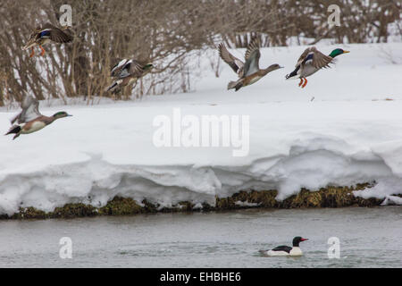 Eine Gruppe von Enten nehmen Flug von einem Winter-Teich. Stockfoto