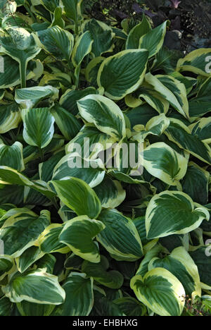 Hosta HERTHA Stockfoto