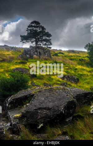 Granit-Felsen auf einem Hügel in Snowdonia Wales Stockfoto