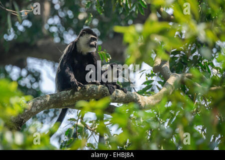 Ein schwarz / weiß (Abessinier) Colobus Affen (Colobus Guereza) und ihre Nachkommen bis einen Baum. Stockfoto