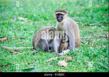 Erwachsenes Weibchen einen Vervet Affen, einer alten Welt Affe präparierte mit ihrem Nachwuchs, klammerte sich an ihr. Stockfoto