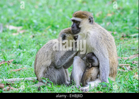 Erwachsenes Weibchen einen Vervet Affen, einer alten Welt Affe präparierte mit ihrem Nachwuchs, klammerte sich an ihr. Stockfoto