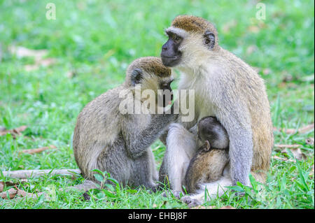 Erwachsenes Weibchen einen Vervet Affen, einer alten Welt Affe präparierte mit ihrem Nachwuchs, klammerte sich an ihr. Stockfoto