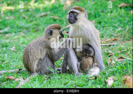 Bliss: Erwachsener einen weiblichen Vervet Affen präparierte mit ihrem Nachwuchs, klammerte sich an ihr. Stockfoto