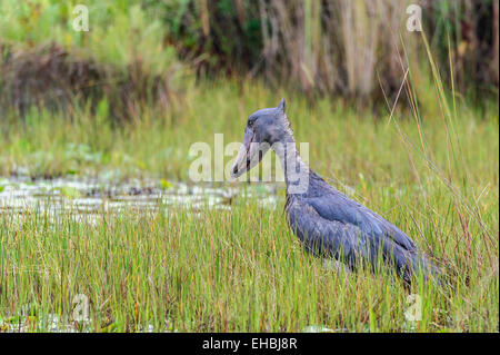 Ein Schuhschnabel, Whalehead oder Schuh-billed Storch Stand absolut ruhig im Mabamba-Sumpf, Uganda. Querformat mit Exemplar. Stockfoto