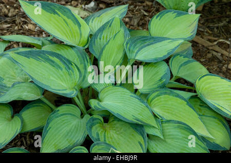 Hosta ' Juni Stockfoto