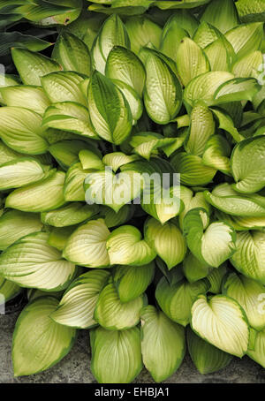 Hosta ' Janet Stockfoto