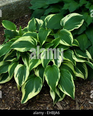 Hosta ' breiter Krempe Stockfoto