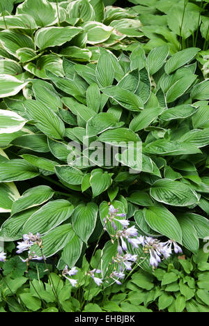 Hosta nakiana Stockfoto