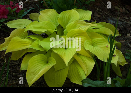 Hosta südlichen GOLD Stockfoto