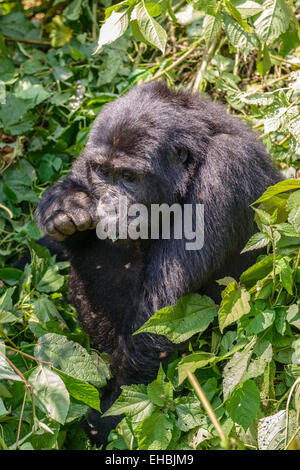 Erwachsene weibliche Berggorilla (G. Beringei Beringei) in Dichter Vegetation in Bwindi Impenetrable Forest, Uganda. Stockfoto