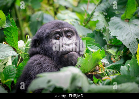 Eine wilde aber habituierten juvenile Mountain Gorilla (G. Beringei Beringei) in der dichten Vegetation, Bwindi-Wald, Uganda. Stockfoto