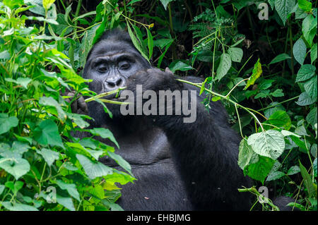 Ein Schwarzrücken Mountain Gorilla (G. Beringei Beringei) beißt auf die Vegetation in Bwindi Impenetrable Forest, Uganda. Stockfoto