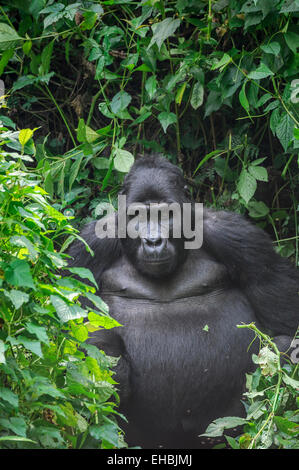 Ein Schwarzrücken männlichen Mountain Gorilla (G. Beringei Beringei) in der dichten Vegetation, Bwindi Impenetrable Forest. Stockfoto