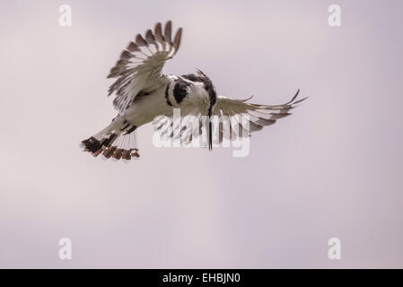 Ein Trauerschnäpper Eisvogel schwebt über See, Flügel ausgestreckten Jagd nach Fischen. Querformat mit Exemplar. Stockfoto