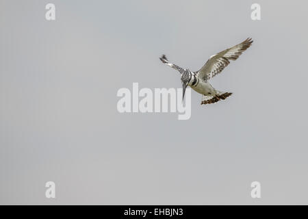 Ein Trauerschnäpper Eisvogel schwebt über See, Flügel ausgebreiteten Jagd nach Fischen. Querformat mit Exemplar. Stockfoto