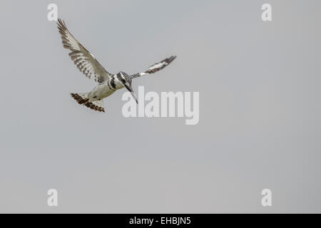 Ein Trauerschnäpper Eisvogel schwebt über See, Flügel verlängert, Jagd nach Fischen. Querformat mit Exemplar. Stockfoto