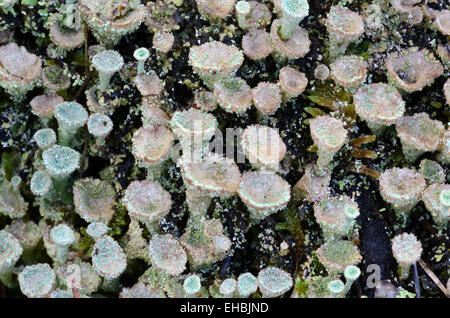 Cladonia fimbriata Lichen oder Cladoniaceae Pilze bekannt als Trompete Cup Lichen, Cup Lichen, Pixie Cup Lichen oder Pilz Stockfoto