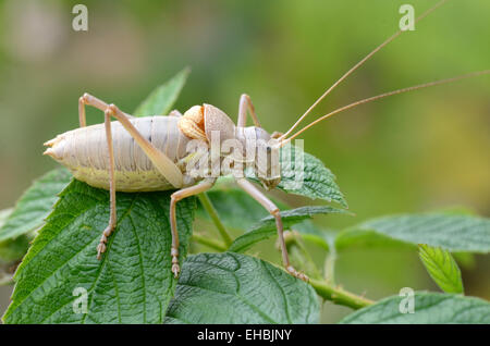 Sattel-Back oder Saddleback Bush Cricket Ephippiger ephippiger Stockfoto