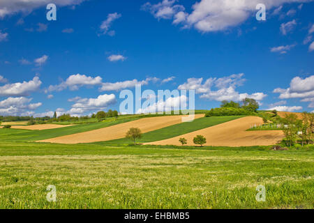 Grüne Kulturlandschaft unter blauem Himmel Stockfoto