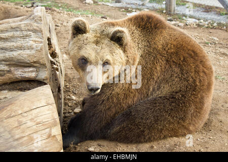Brauner Bär sitzend Stockfoto