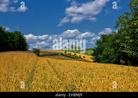 Schöne goldene Getreidefeld im Sommer Stockfoto