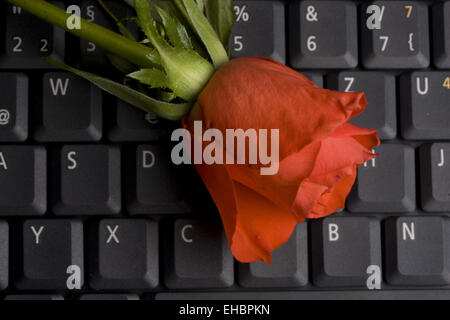 rote Rose auf einem Notebook-Computer-Tastatur Stockfoto